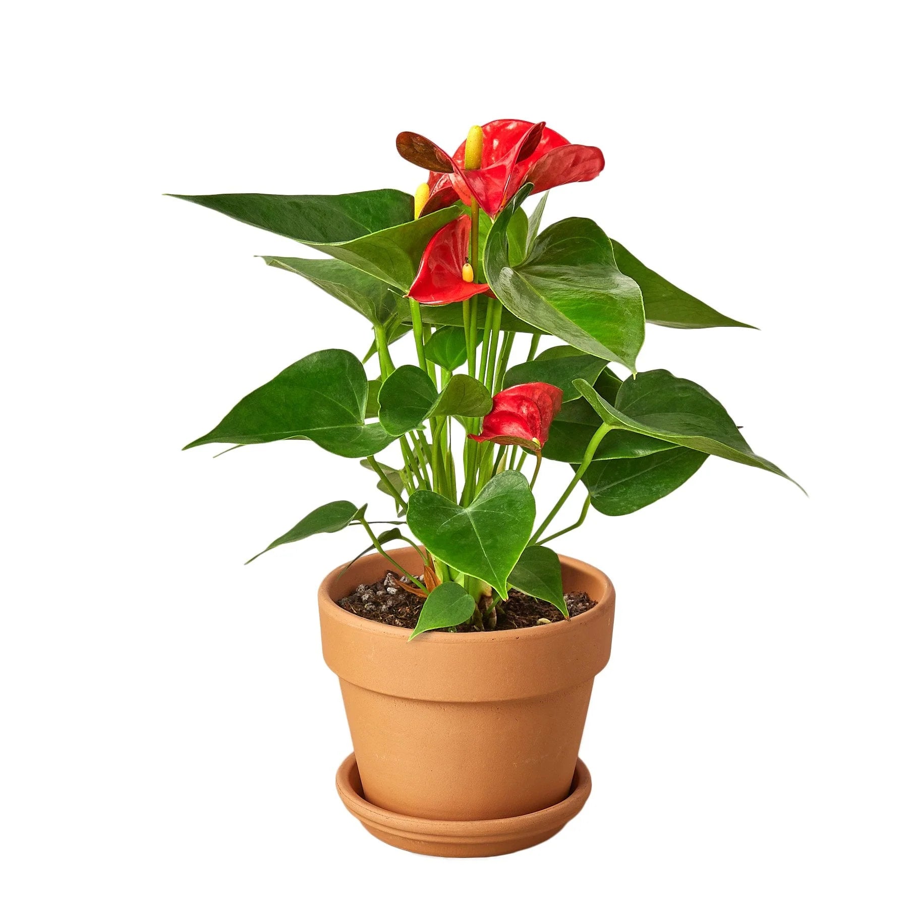 Red Anthurium – Exotic Tropical Flower | SunriseDaylas