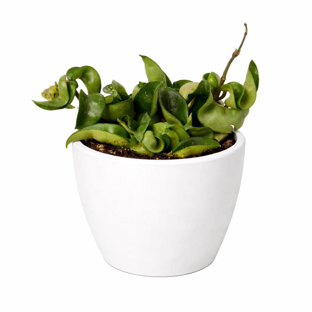 Hoya Rope Plant – Trailing Wax Plant Indoor Vine | SunriseDaylas