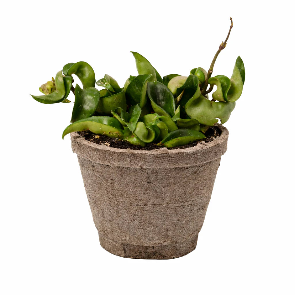 Hoya Rope Plant – Trailing Wax Plant Indoor Vine | SunriseDaylas