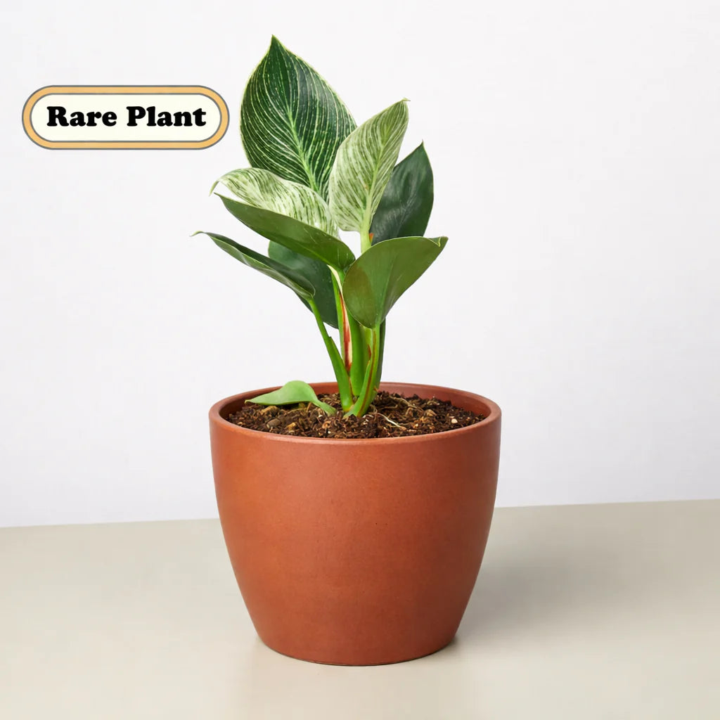 Philodendron ‘Birkin’ – White-Striped Upright Plant | SunriseDaylas