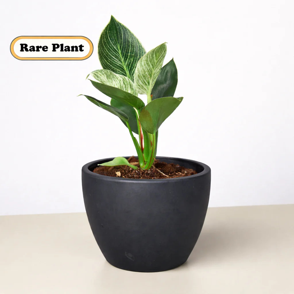Philodendron ‘Birkin’ – White-Striped Upright Plant | SunriseDaylas