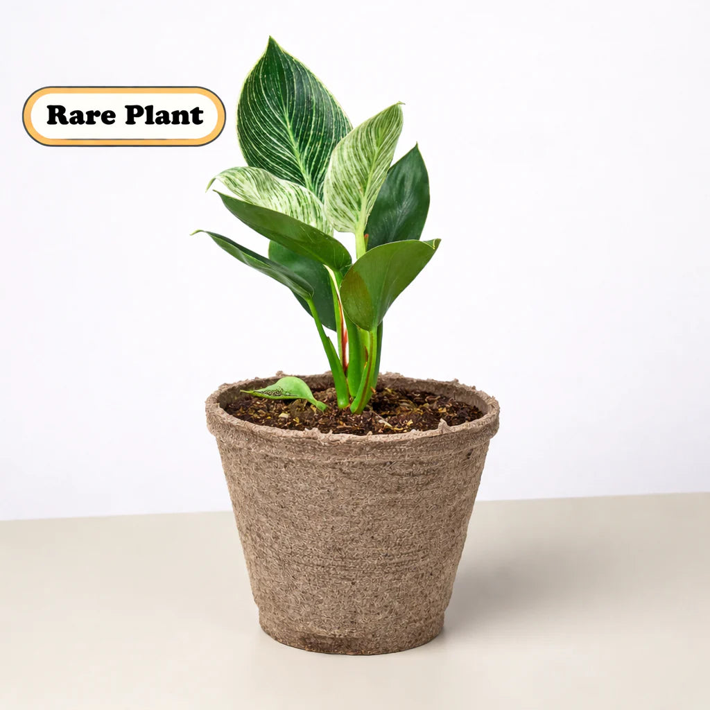 Philodendron ‘Birkin’ – White-Striped Upright Plant | SunriseDaylas