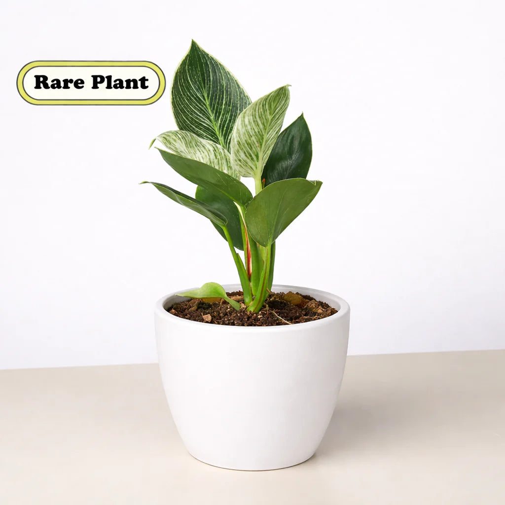 Philodendron ‘Birkin’ – White-Striped Upright Plant | SunriseDaylas