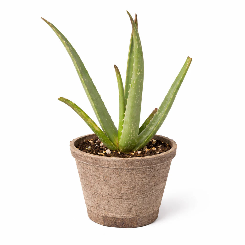 Aloe Vera – Low Maintenance Succulent | SunriseDaylas