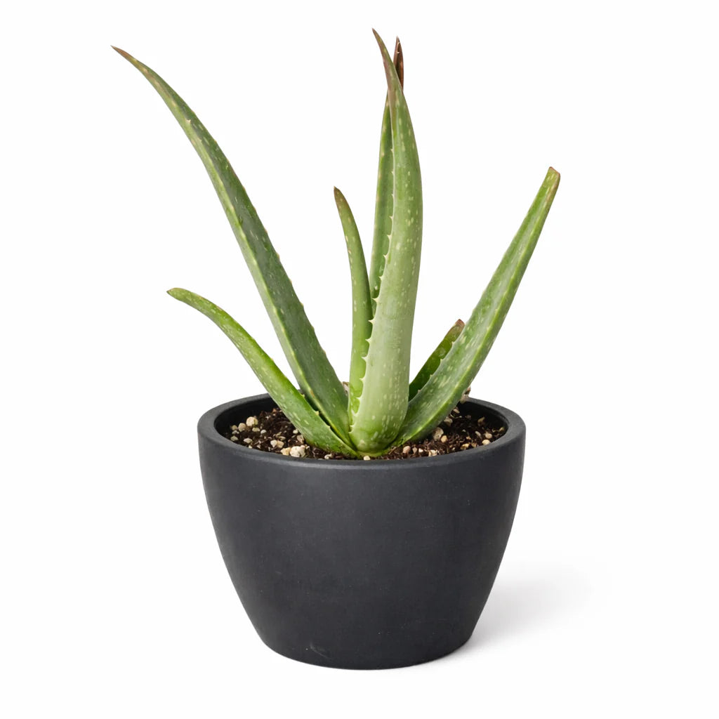 Aloe Vera – Low Maintenance Succulent | SunriseDaylas