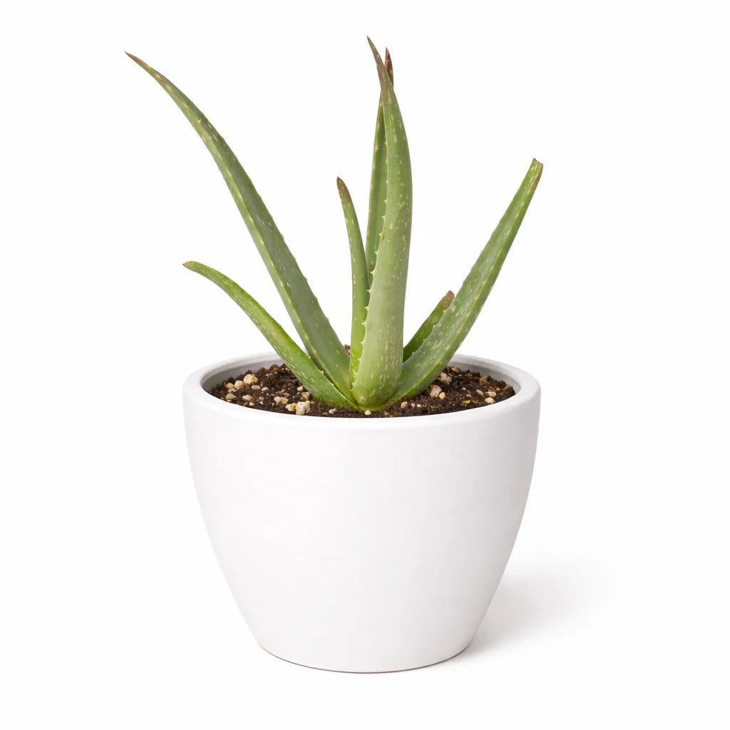 Aloe Vera – Low Maintenance Succulent | SunriseDaylas