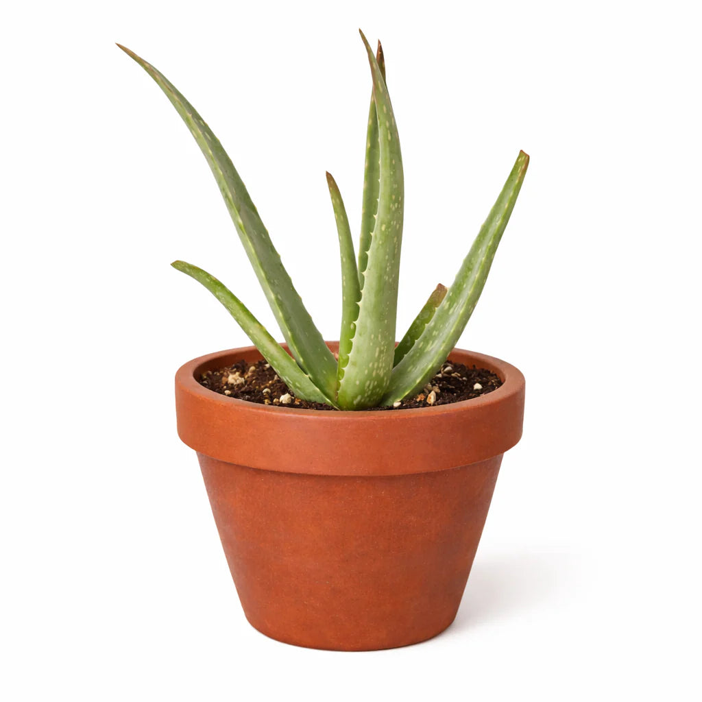 Aloe Vera – Low Maintenance Succulent | SunriseDaylas