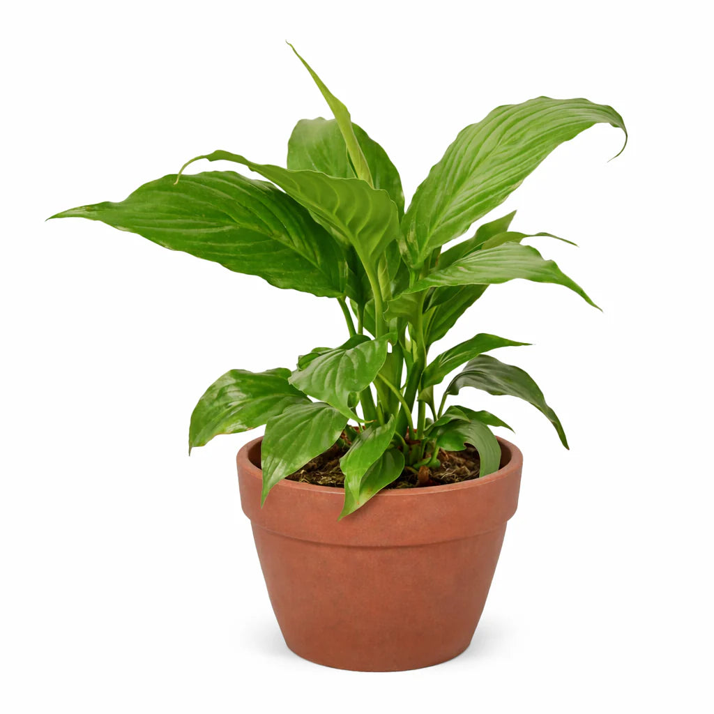 Peace Lily – Air Purifying Flowering Plant | SunriseDaylas
