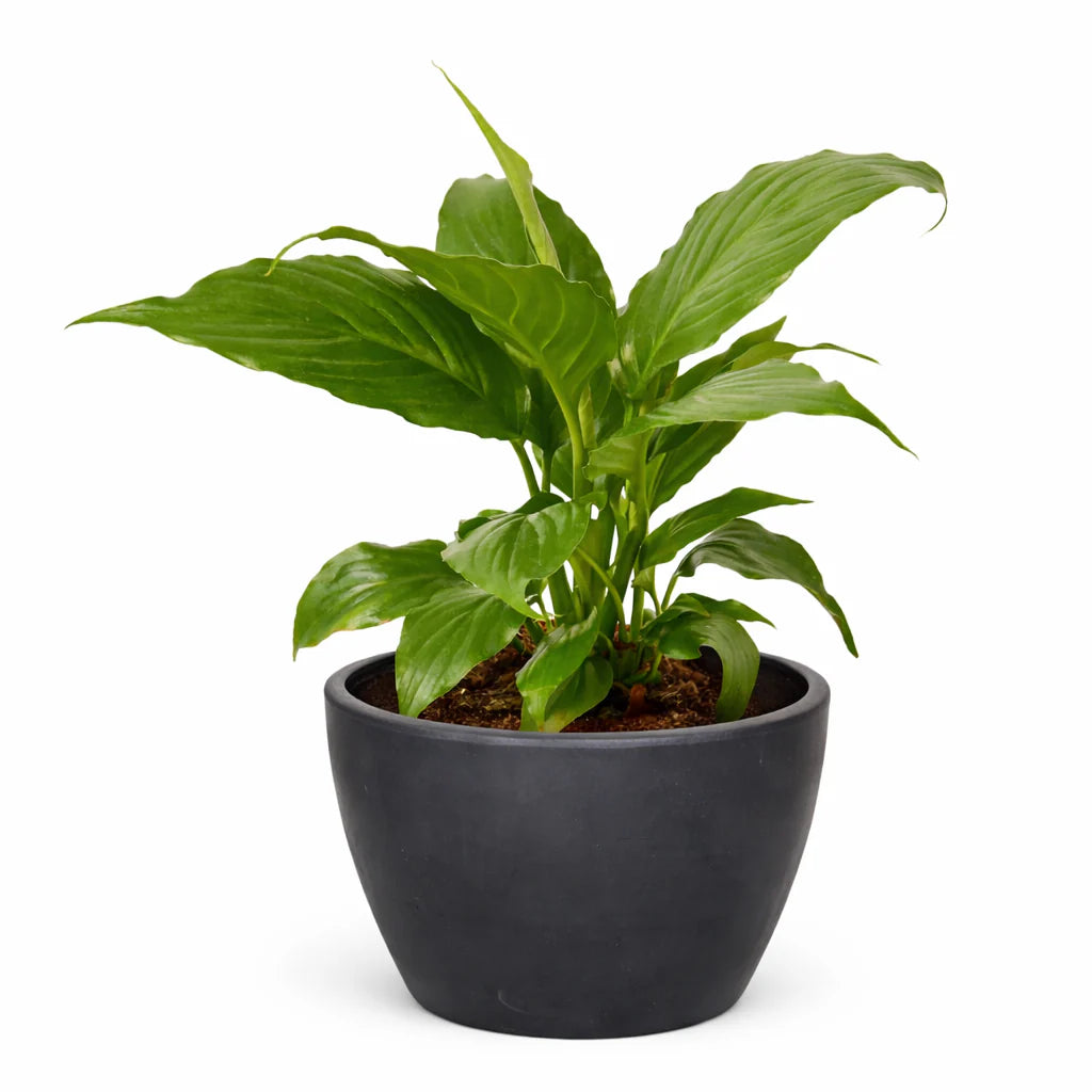Peace Lily – Air Purifying Flowering Plant | SunriseDaylas