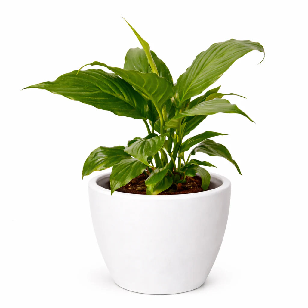 Peace Lily – Air Purifying Flowering Plant | SunriseDaylas