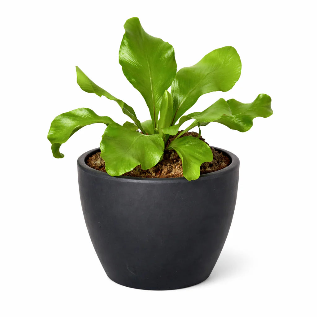 Bird's Nest Fern 'Nidus' – Tropical Indoor Plant | SunriseDaylas