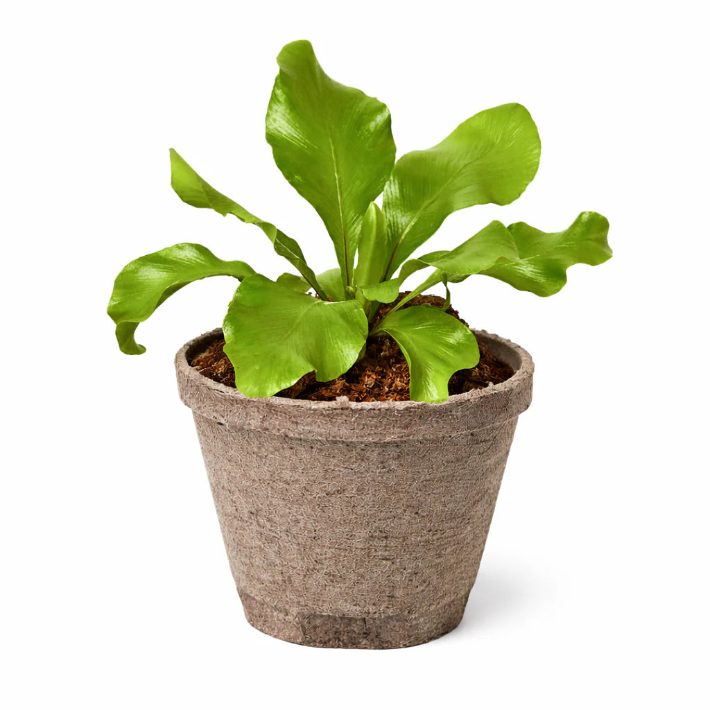Bird's Nest Fern 'Nidus' – Tropical Indoor Plant | SunriseDaylas