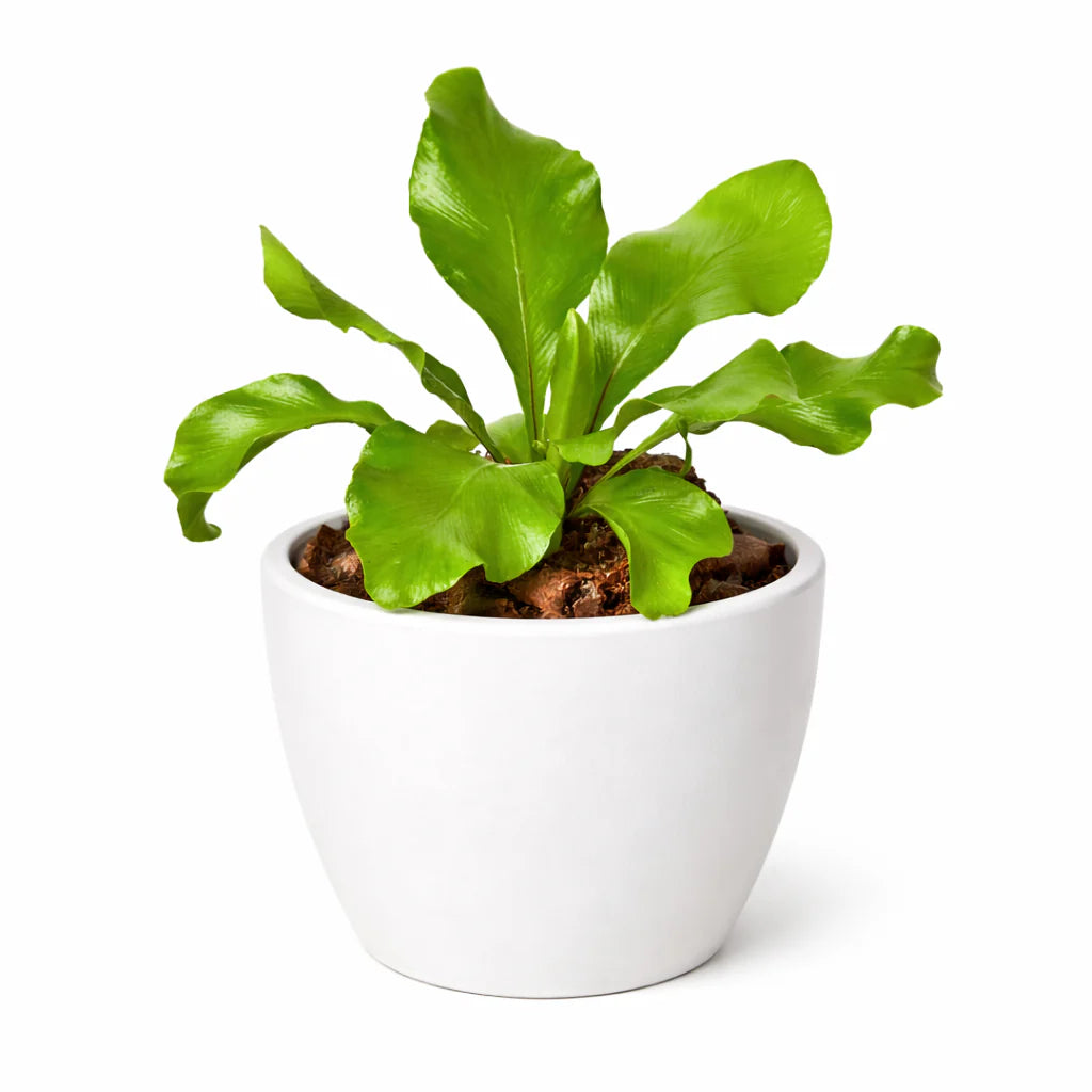 Bird's Nest Fern 'Nidus' – Tropical Indoor Plant | SunriseDaylas