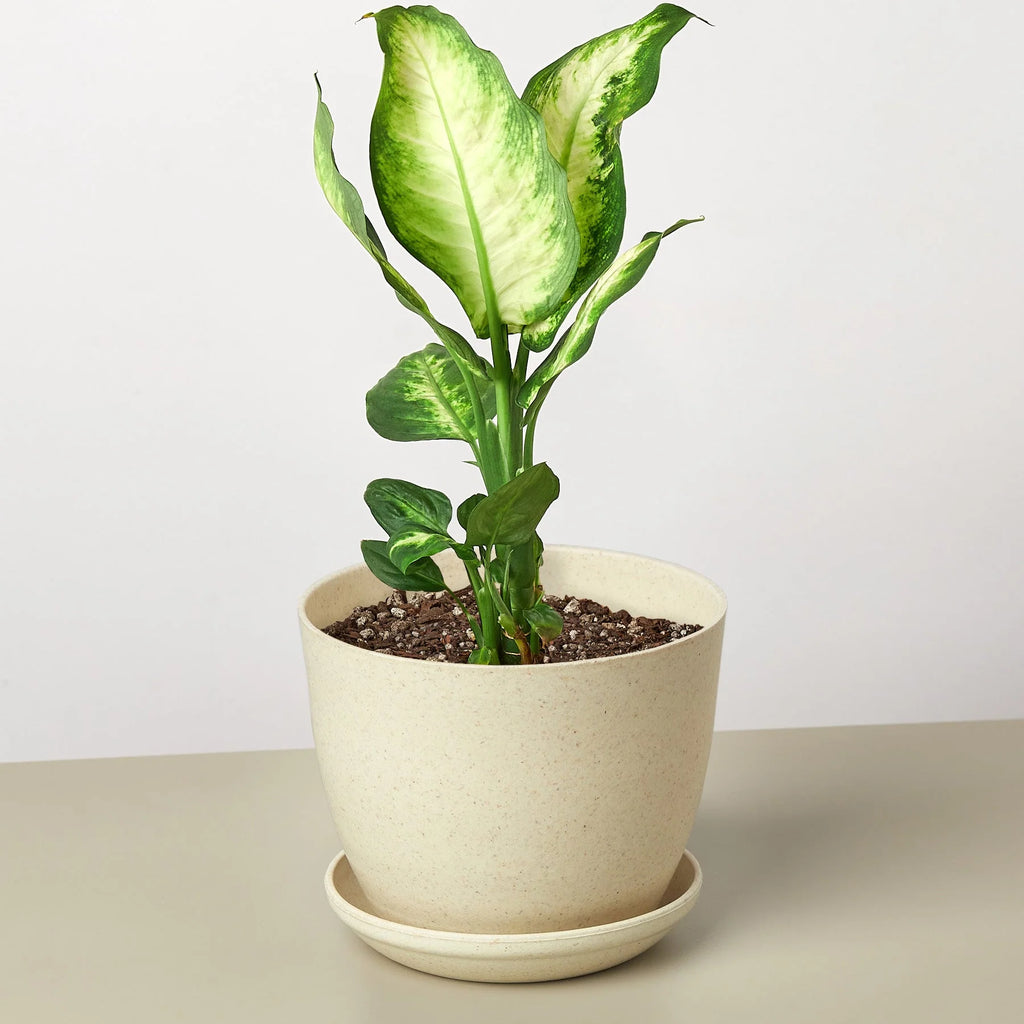 Dieffenbachia ‘Camille’ – Creamy Tropical Foliage Plant | SunriseDaylas