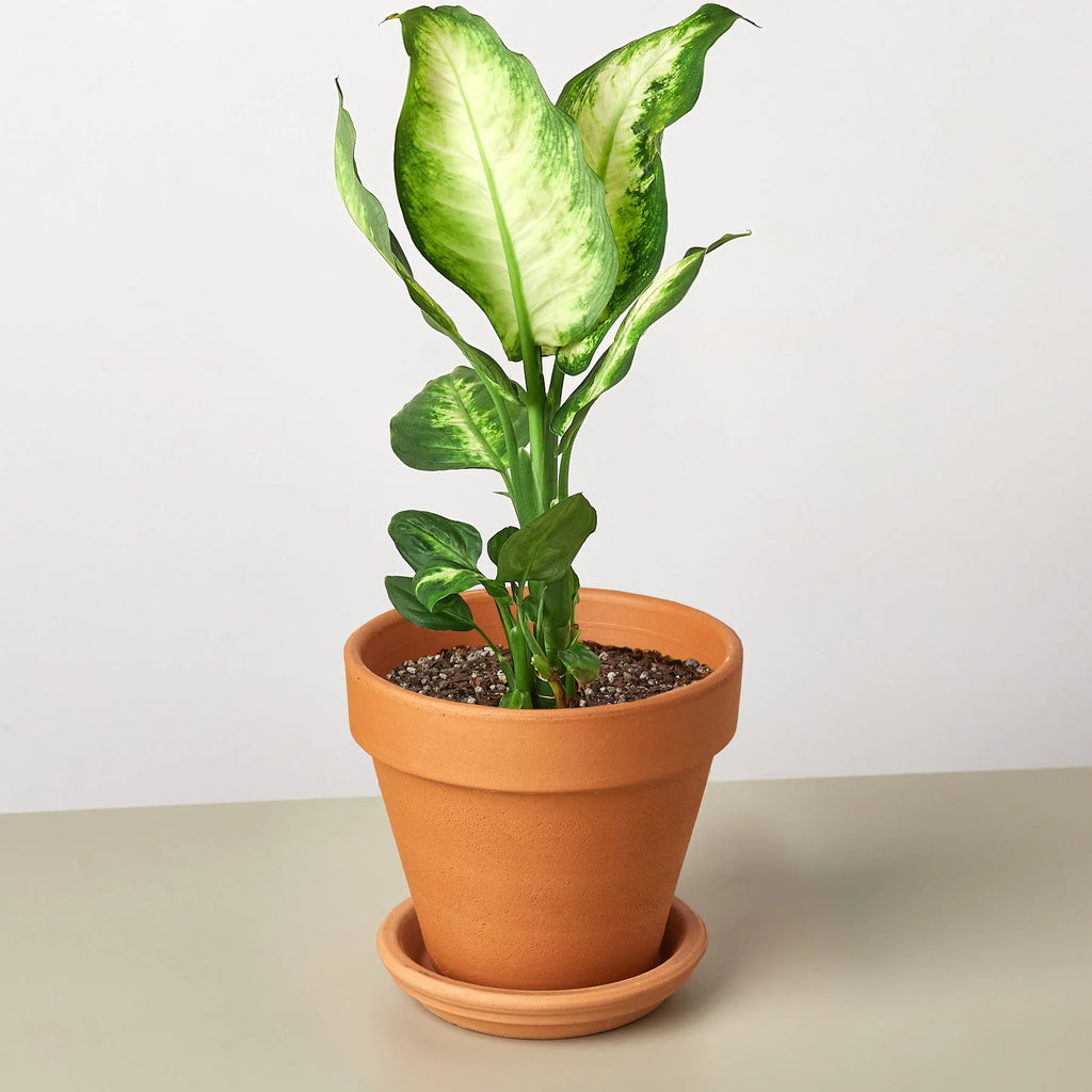 Dieffenbachia ‘Camille’ – Creamy Tropical Foliage Plant | SunriseDaylas