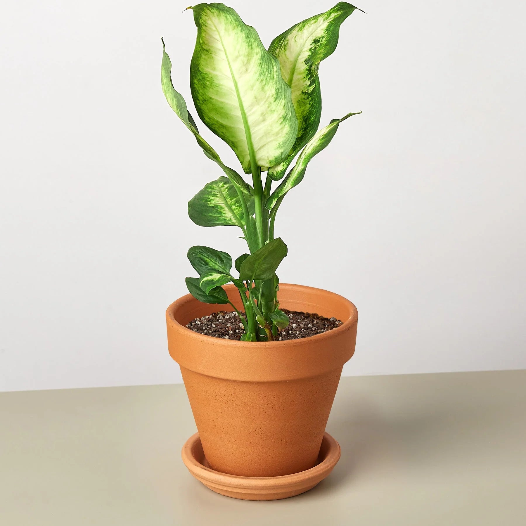 Dieffenbachia ‘Camille’ – Creamy Tropical Foliage Plant | SunriseDaylas