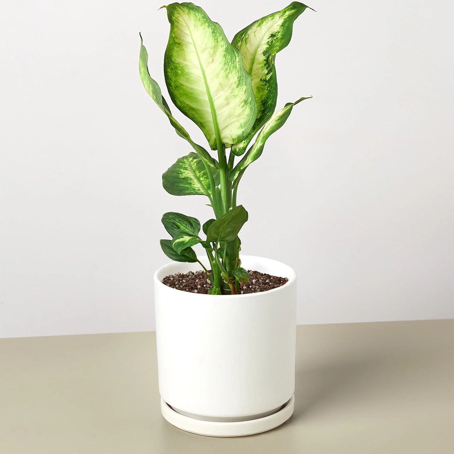 Dieffenbachia ‘Camille’ – Creamy Tropical Foliage Plant | SunriseDaylas
