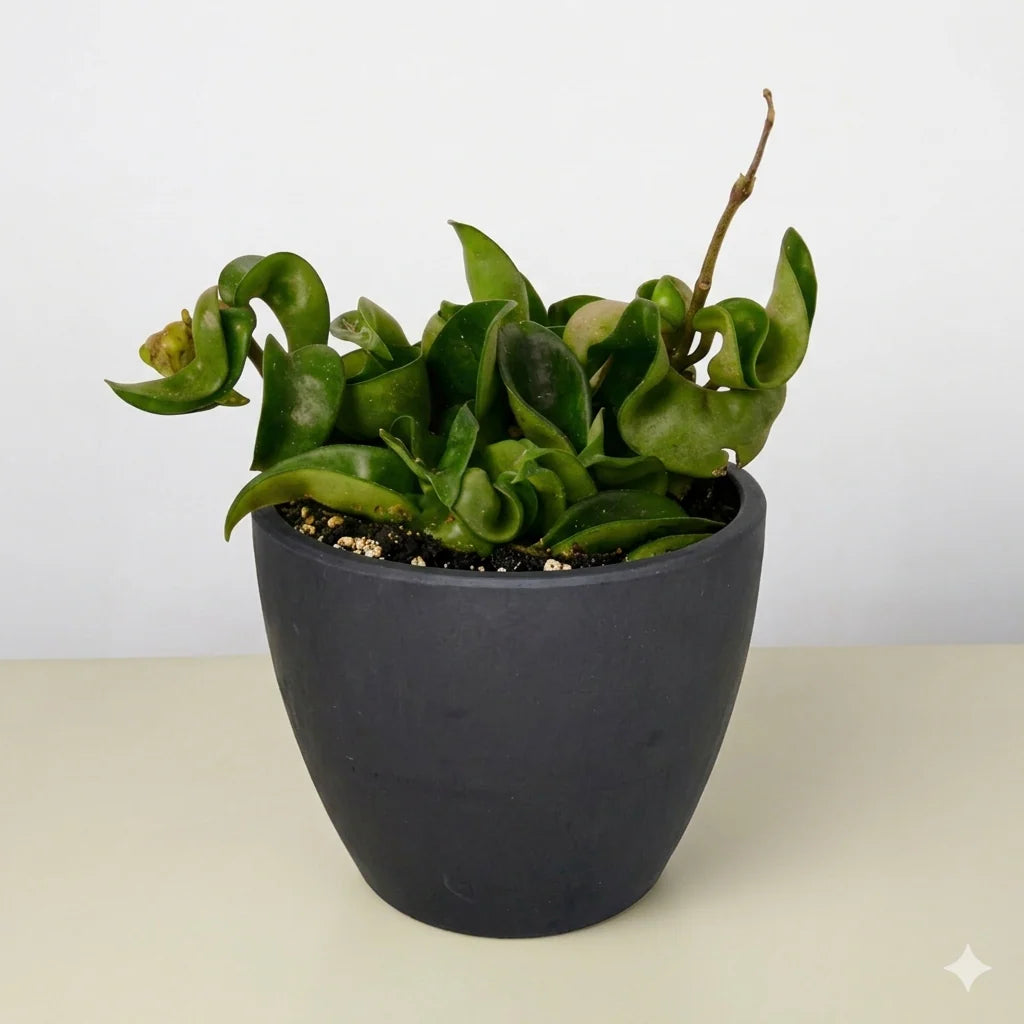 Hoya Rope Plant – Trailing Wax Plant Indoor Vine | SunriseDaylas