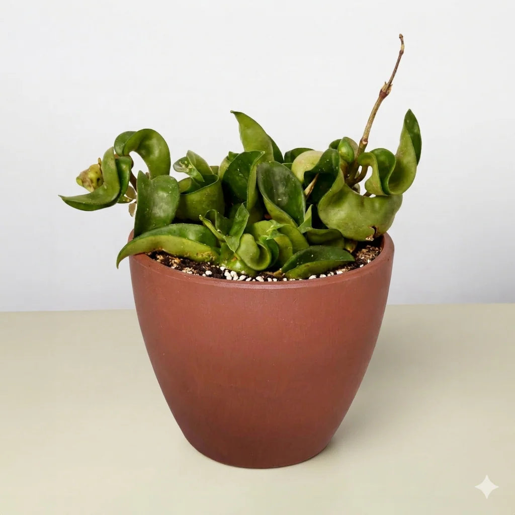 Hoya Rope Plant – Trailing Wax Plant Indoor Vine | SunriseDaylas
