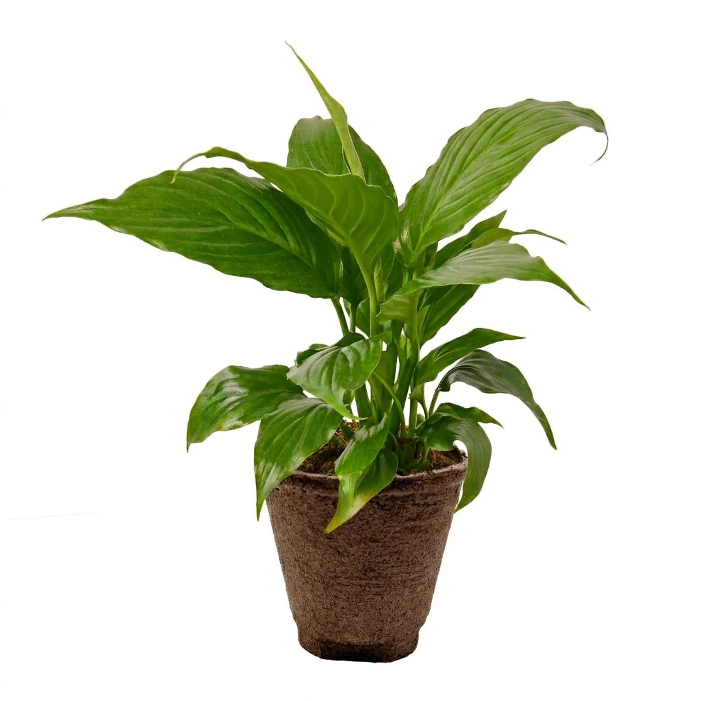 Peace Lily – Air Purifying Flowering Plant | SunriseDaylas