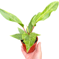 Anthurium Renaissance – Long Blooming Tropical Plant | SunriseDaylas