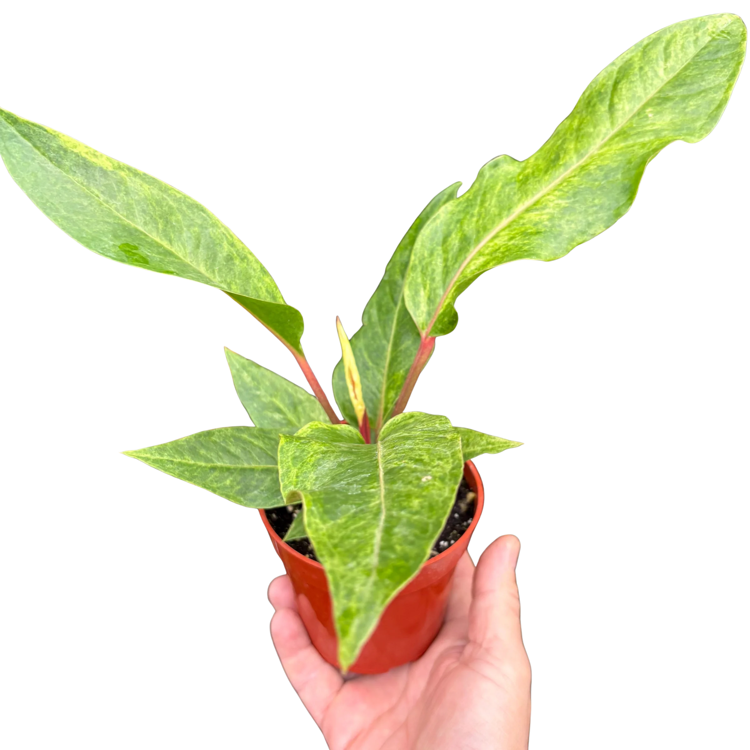 Anthurium Renaissance – Long Blooming Tropical Plant | SunriseDaylas