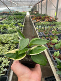 Hoya Carnosa ‘Tricolor’ – Colorful Wax Vine Indoor Plant | SunriseDaylas