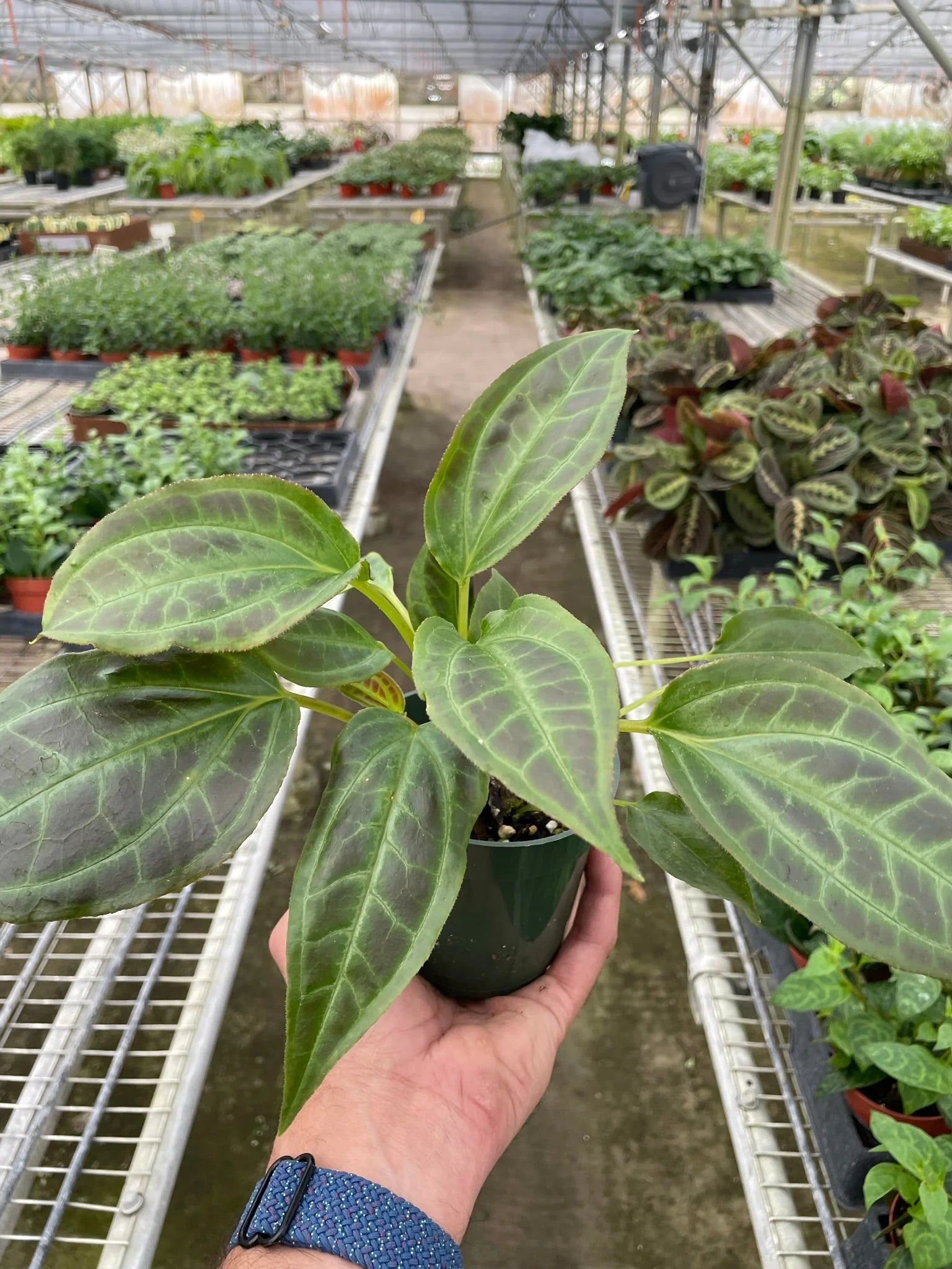 Rare Monolena Primuliflora – Flowering Tropical Plant | SunriseDaylas