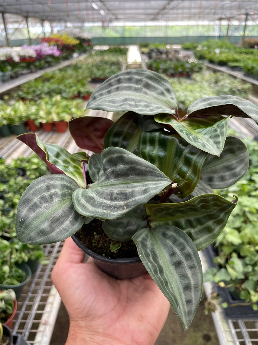 Seersucker Plant – Rare Textured Leaves | SunriseDaylas