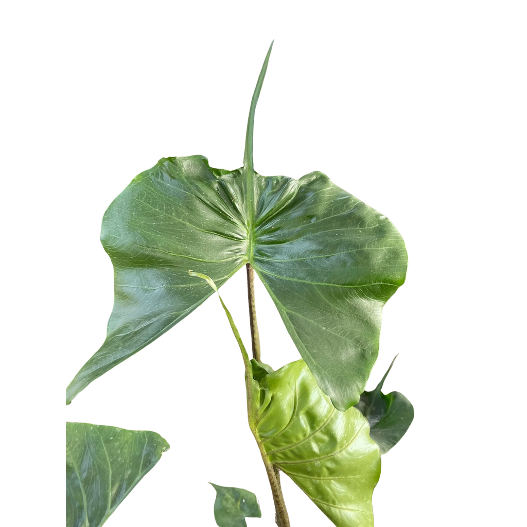 Rare Alocasia Stingray – Unique Tropical Plant | SunriseDaylas