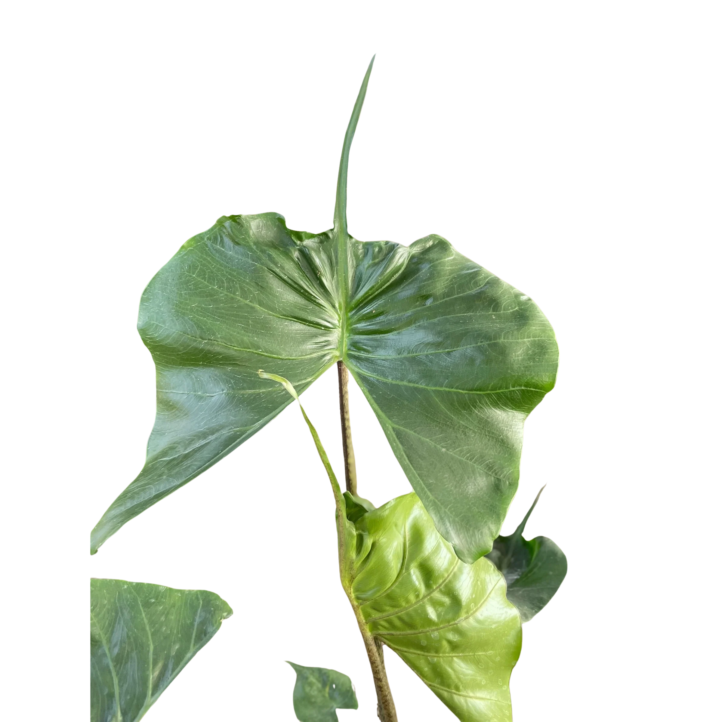 Rare Alocasia Stingray – Unique Tropical Plant | SunriseDaylas