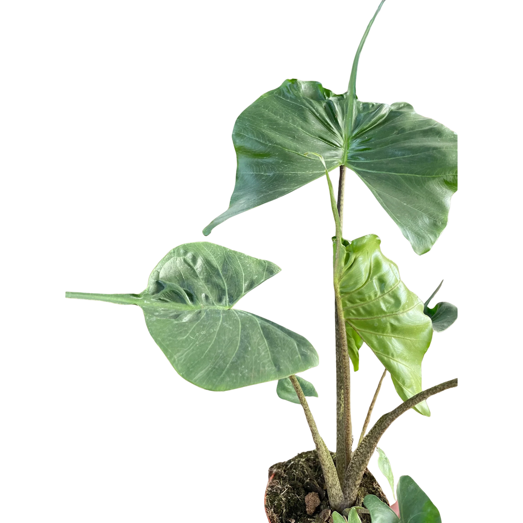Rare Alocasia Stingray – Unique Tropical Plant | SunriseDaylas