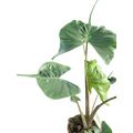 Rare Alocasia Stingray – Unique Tropical Plant | SunriseDaylas