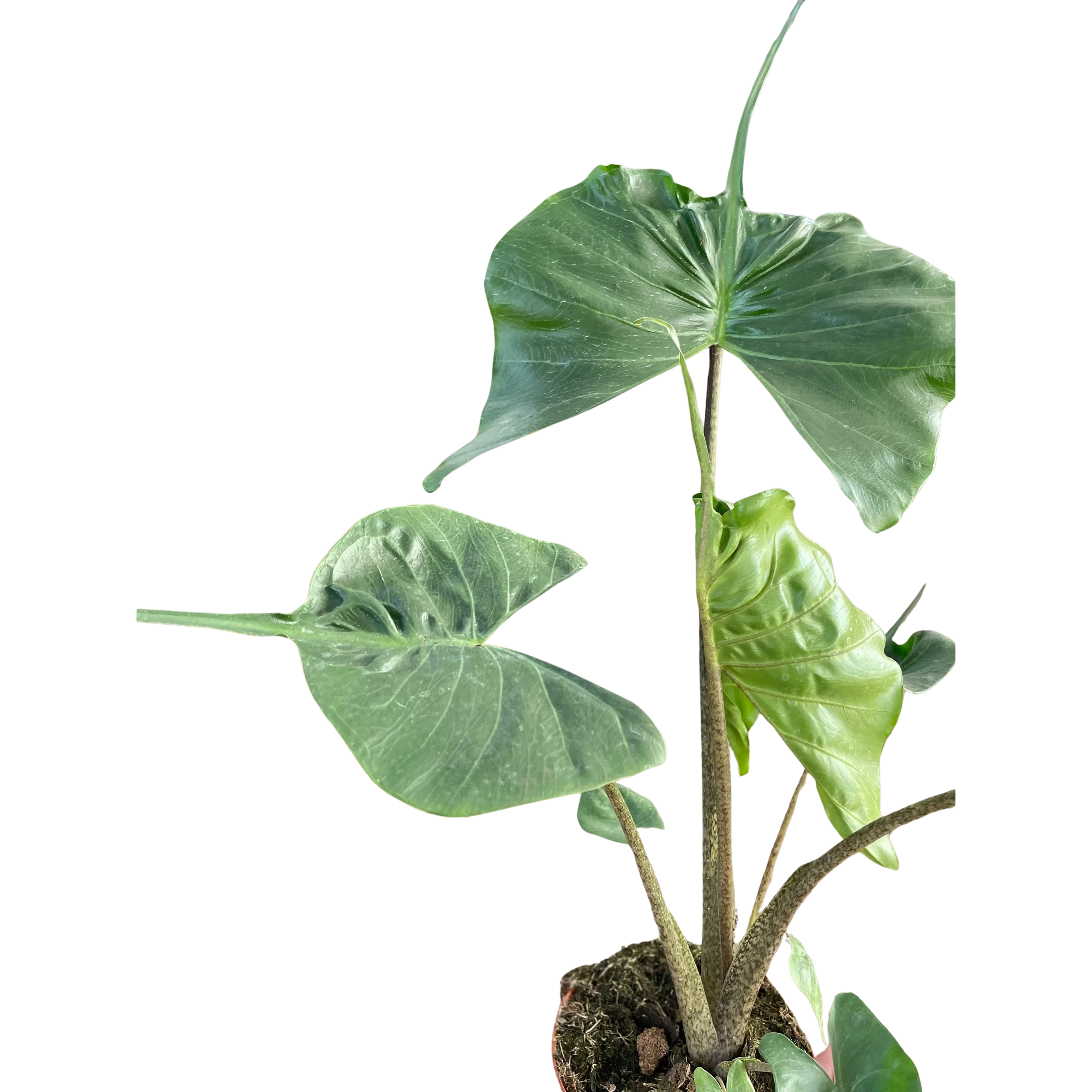 Rare Alocasia Stingray – Unique Tropical Plant | SunriseDaylas