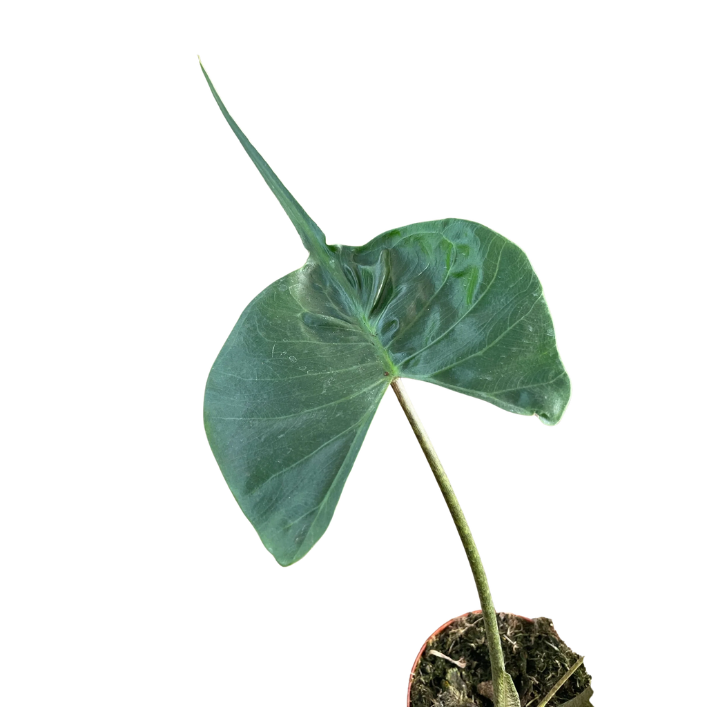 Rare Alocasia Stingray – Unique Tropical Plant | SunriseDaylas