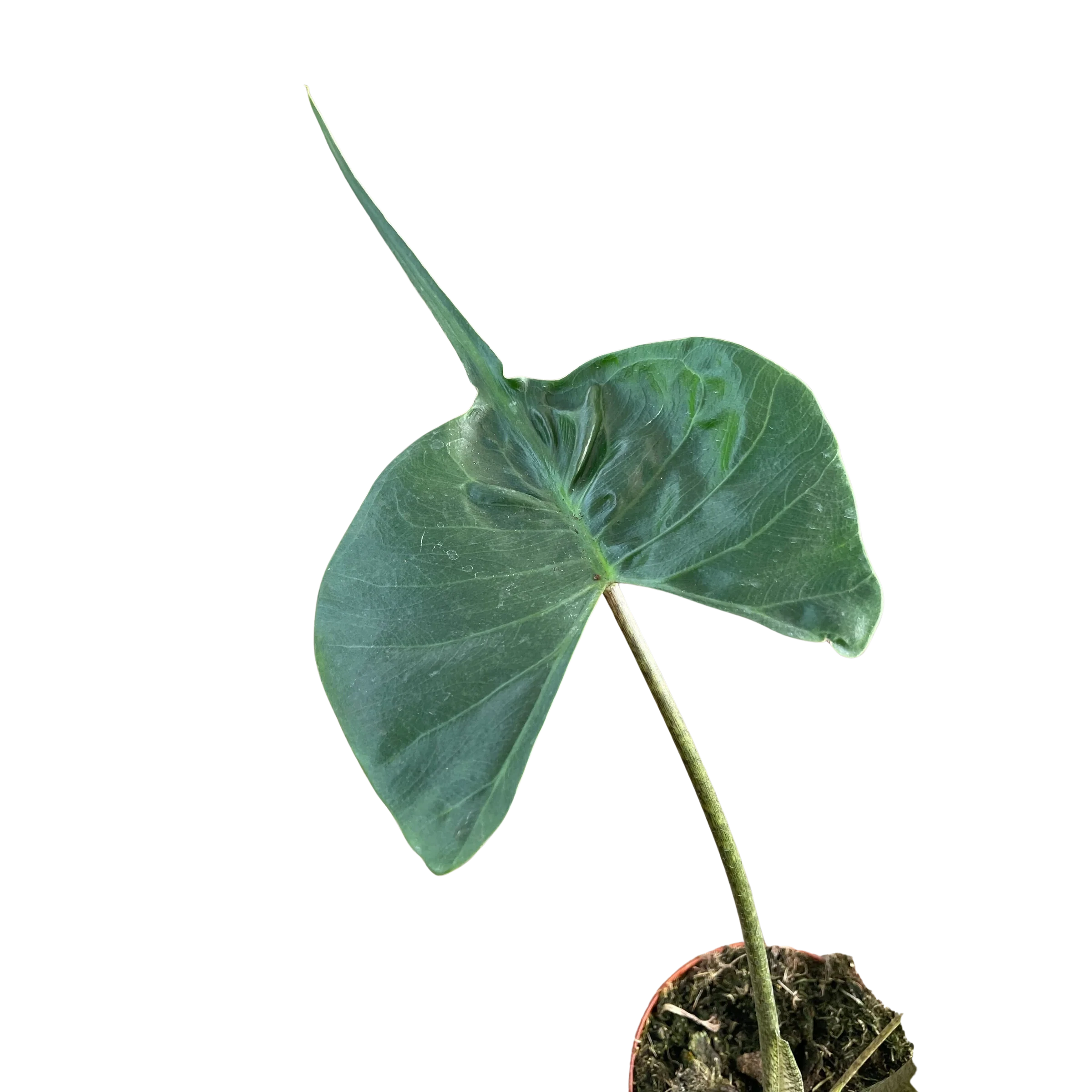 Rare Alocasia Stingray – Unique Tropical Plant | SunriseDaylas