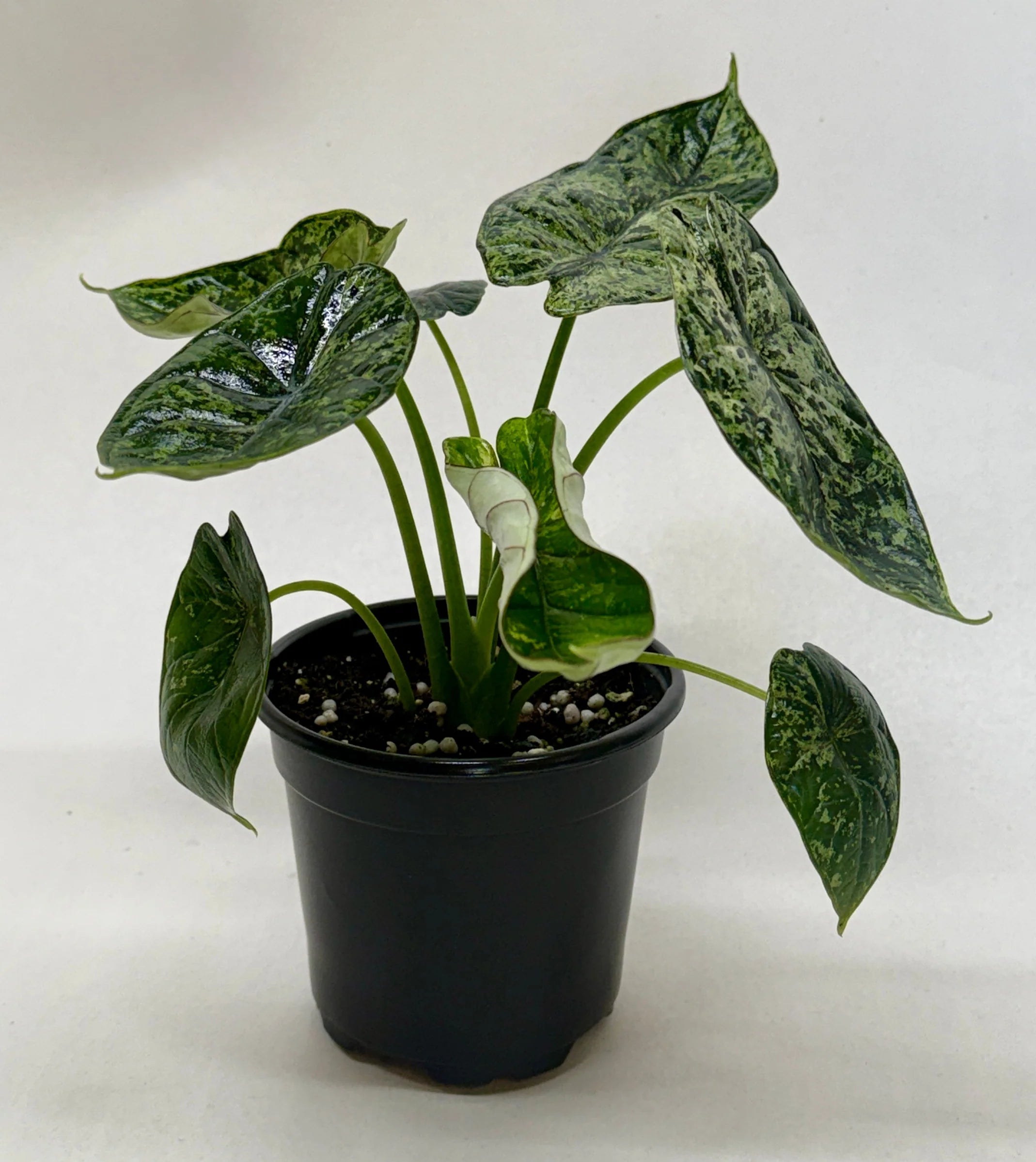 Rare Dragon Scale Mint Alocasia – Collector Plant | SunriseDaylas