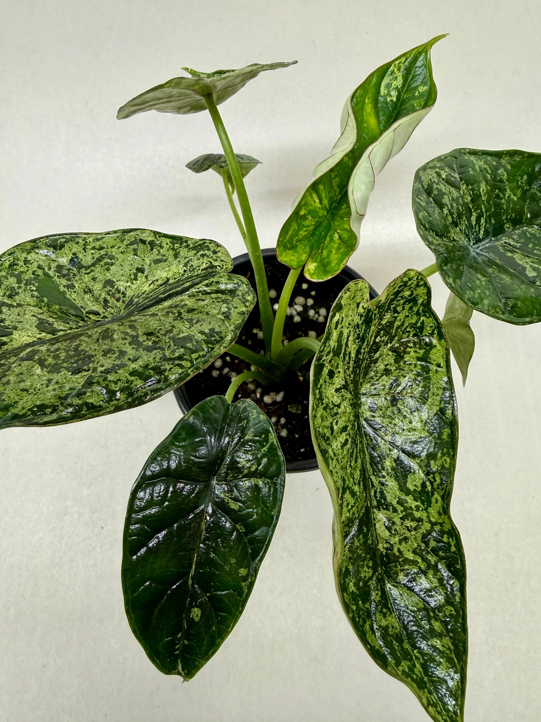 Rare Dragon Scale Mint Alocasia – Collector Plant | SunriseDaylas