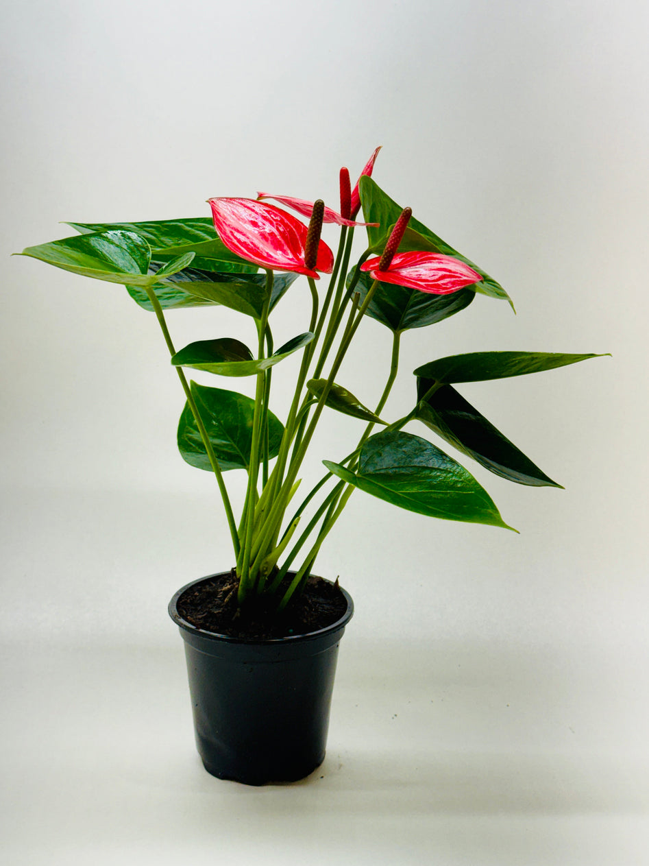 Anthurium ‘Livium’ – Rare Compact Flowering Indoor Plant (4” Nursery Pot) | SunriseDaylas