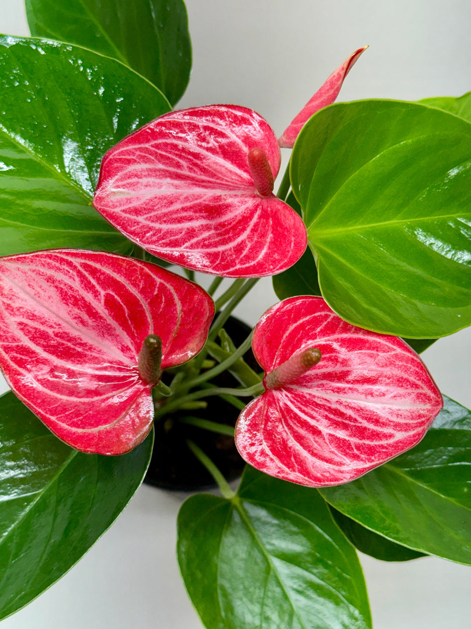 Anthurium ‘Livium’ – Rare Compact Flowering Indoor Plant (4” Nursery Pot) | SunriseDaylas