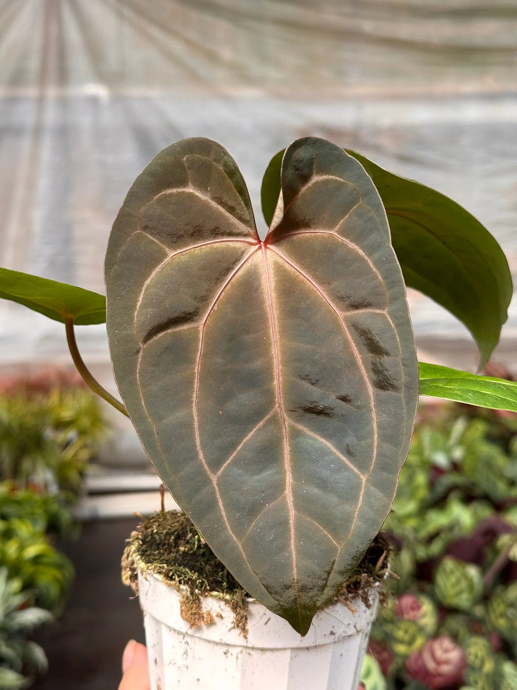 Rare Anthurium Magnificum – Velvet Leaf Plant | SunriseDaylas