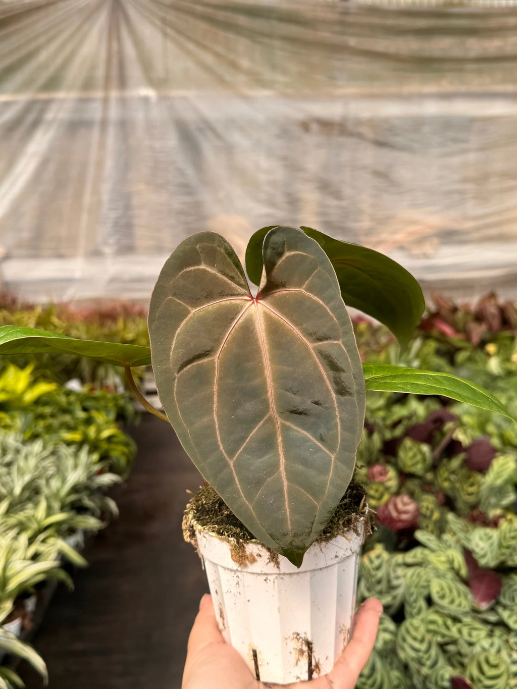 Rare Anthurium Magnificum – Velvet Leaf Plant | SunriseDaylas