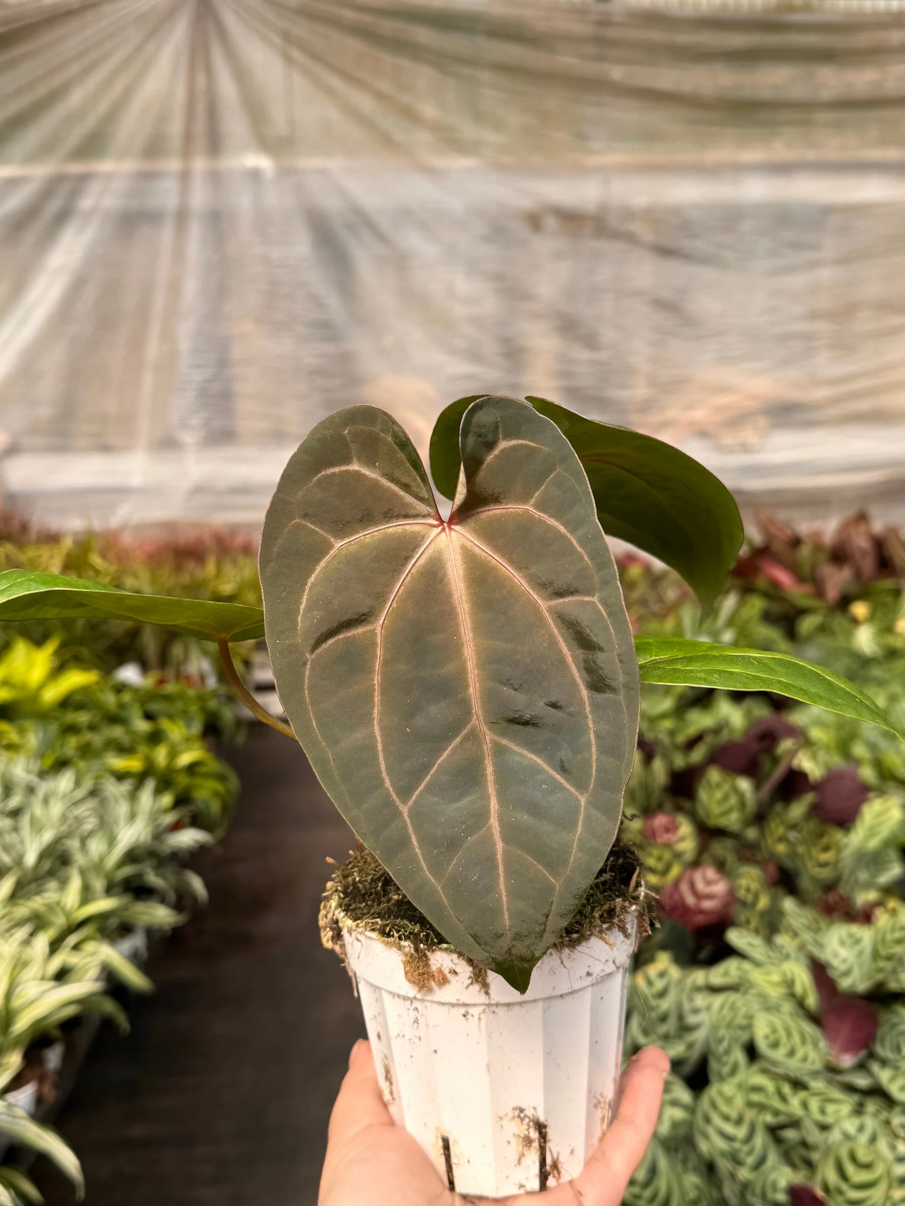 Rare Anthurium Magnificum – Velvet Leaf Plant | SunriseDaylas