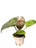 Rare Anthurium Magnificum – Velvet Leaf Plant | SunriseDaylas