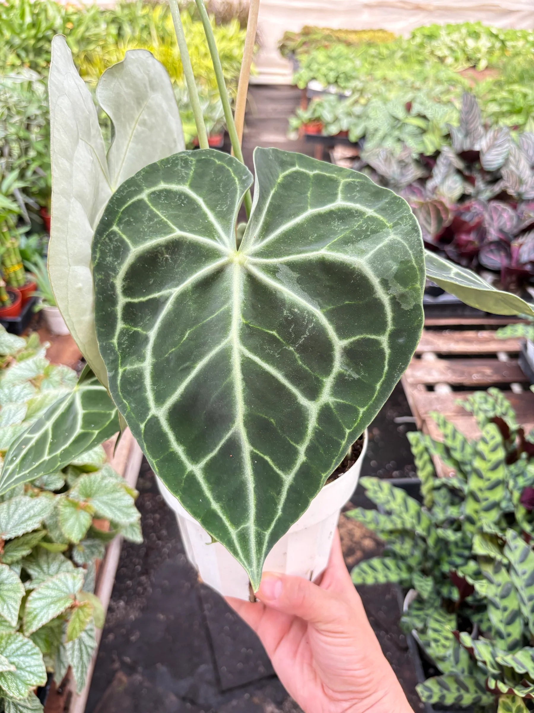 Rare Anthurium Clarinervium – Velvet Leaf Plant | SunriseDaylas