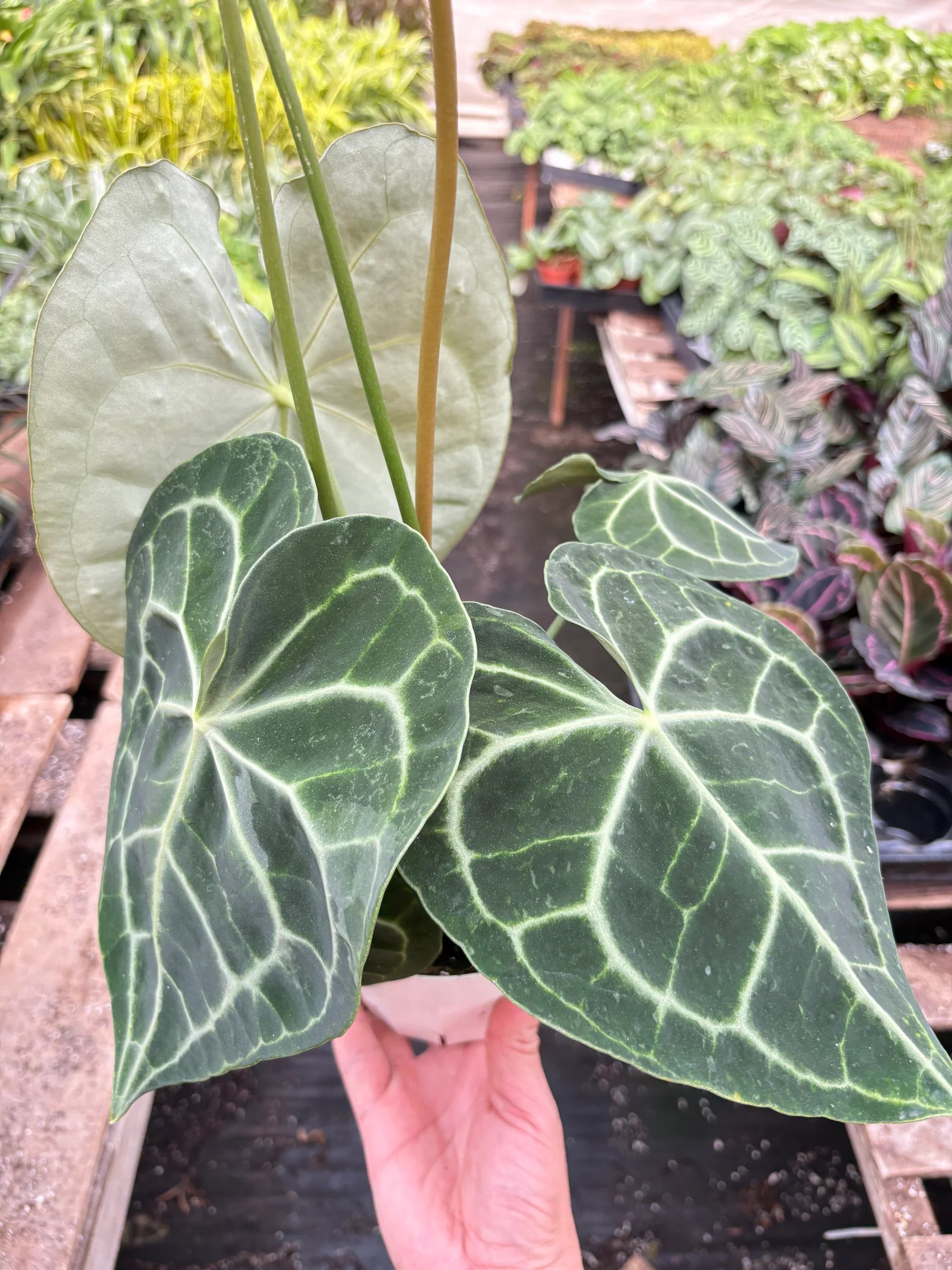 Rare Anthurium Clarinervium – Velvet Leaf Plant | SunriseDaylas