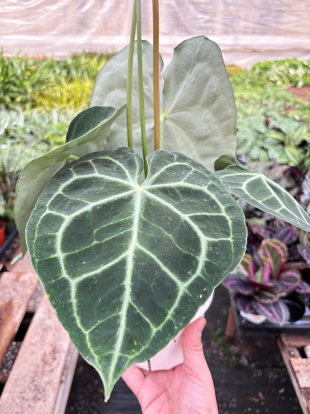 Rare Anthurium Clarinervium – Velvet Leaf Plant | SunriseDaylas