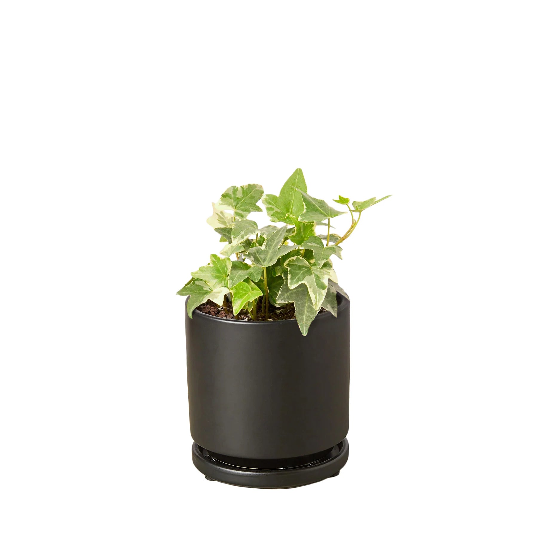 English Ivy ‘Glacier’ – Variegated Indoor Vine | SunriseDaylas