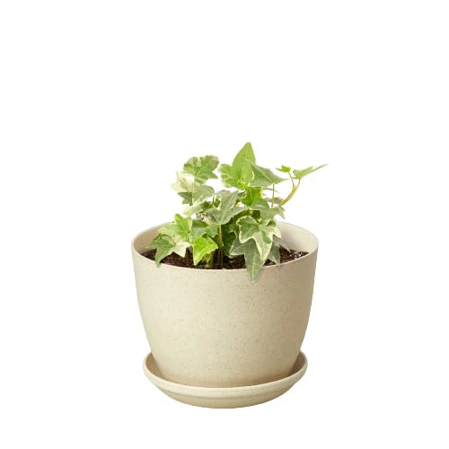English Ivy ‘Glacier’ – Variegated Indoor Vine | SunriseDaylas