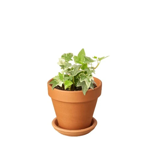 English Ivy ‘Glacier’ – Variegated Indoor Vine | SunriseDaylas